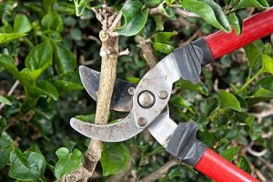 Pruning Trees Las Vegas Nevada