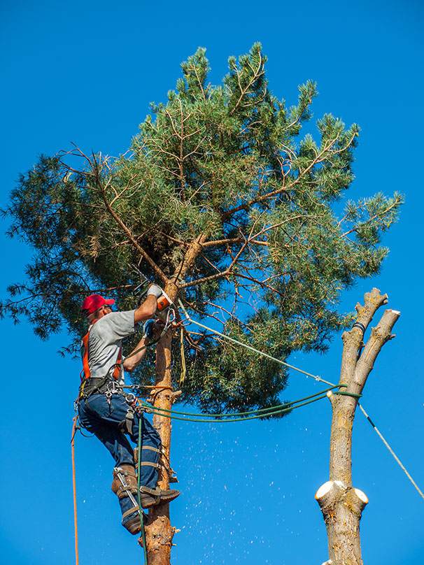 Tree Trimming Las Vegas NV